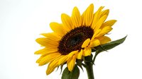 Bright yellow sunflower with dark brown center and green stem isolated on white background, suitable for design, print, and botanical projects.