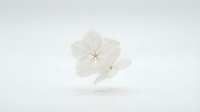 Delicate white pressed flower with intricate vein patterns floating on clean white background for botanical design projects and natural decor.