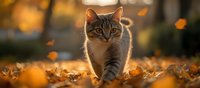 Tabby cat walking through fallen autumn leaves at sunset with golden bokeh background, backlit by warm evening sunlight creating magical atmosphere.