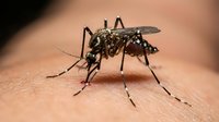 Aedes aegypti mosquito feeding on human skin showing detailed insect anatomy and blood-sucking behavior for medical and educational content.
