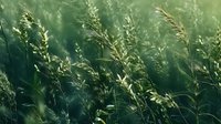 Delicate grass stems swaying in summer breeze against blurred green background, creating dreamy natural atmosphere with soft sunlight filtering through stalks.