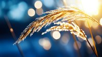 Golden wheat ears covered in morning dew drops against blurred blue background with bokeh lights creating dreamy natural atmosphere.