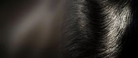 Close-up of dark hair strands with glossy texture and natural shine, suitable for beauty, haircare, and wellness marketing materials.
