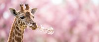 Giraffe eating white flowers against soft pink blurred background, wildlife animal portrait for nature and zoo themed designs.