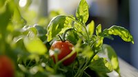 Fresh ripe cherry tomato growing among vibrant green leaves in home garden, showcasing organic produce for healthy cooking.