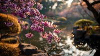 Blooming cherry blossom branch over tranquil Japanese garden pond with mossy rocks and soft sunset light creating peaceful spring atmosphere.