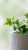 Fresh mint herb plant growing in white ceramic pot with water droplets on green leaves against soft blurred background, suitable for gardening, wellness and culinary content.
