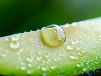 Macro photography of water droplets on green leaf surface showing nature's purity and freshness. Crystal clear dewdrops reflect light creating natural lens effect.