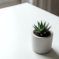 Small succulent plant in white ceramic pot on clean desk surface for modern office or home workspace decor and interior design projects.