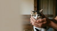 Young tabby and white kitten held in human hands, displaying affection and care. Suitable for pet adoption campaigns, veterinary services, animal welfare content, and family-oriented designs.