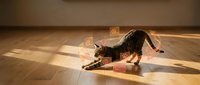 Playful tabby cat stretching in downward position on wooden floor with sunlight streaming through windows, creating warm shadows and geometric patterns for pet behavior and lifestyle content.