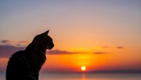 Cat silhouette watching sunset over calm ocean water with orange and purple sky colors creating peaceful evening atmosphere for relaxation themes.