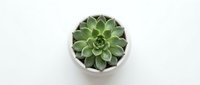 Small green succulent plant in white ceramic pot on clean background for home decor and gardening projects.