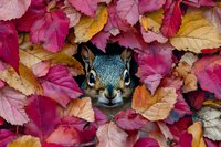 Curious squirrel peeking through vibrant autumn leaves in pink and yellow hues, creating playful nature scene with close-up view of animal's face and bright eyes.