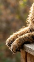 Close-up of cat paws with soft fur resting on wooden fence rail in warm sunlight with blurred natural background for pet care and animal concepts.