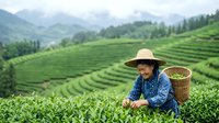 Woman in straw hat harvesting fresh tea leaves in lush green terraced plantation field during daytime agricultural work.