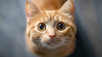 Adorable orange tabby kitten with bright golden eyes and soft fur looking directly at camera against blurred background for pet adoption campaigns.