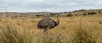 Large emu bird standing in golden grassland savanna with rolling hills under cloudy sky. Wildlife photography showcasing Australian native fauna in natural habitat.
