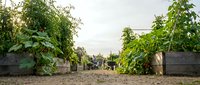 Vegetable garden with climbing plants growing in raised beds along a pathway, suitable for agriculture, gardening, and sustainability content.