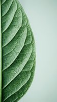 Layered green leaves with detailed vein texture against neutral background, suitable for nature, botanical, wellness, and organic product design projects.