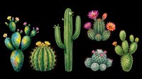 Colorful cacti and succulents collection isolated on transparent background, ready for t-shirt designs, clipart, stickers, sublimation and print-on-demand projects.
