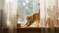Ginger tabby cat stretching on windowsill with sheer curtains, rainy window backdrop, cozy home interior setting for lifestyle and pet content.