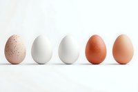 Fresh farm eggs in different natural colors from brown to white arranged in row on white background, showing variety in organic poultry products.
