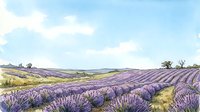 Expansive lavender field with rolling hills under blue sky, ideal for travel, agriculture, and nature-themed designs.
