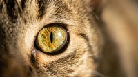 Close-up macro shot of golden yellow cat eye with detailed iris patterns and fur texture, perfect for pet photography and animal portrait projects.