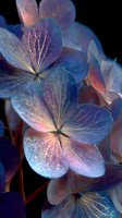 Delicate hydrangea flowers with iridescent blue and purple petals glowing against black background, showcasing intricate vein patterns and ethereal sparkle.