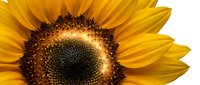Bright yellow sunflower with dark center and detailed petals isolated on white background, suitable for design projects, botanical illustrations, and nature-themed graphics.