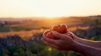 Hands holding fresh red apples at golden hour sunset with rolling hills countryside landscape background for healthy eating and agriculture concepts.