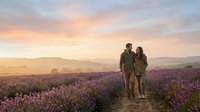 Couple standing together in blooming lavender field at golden hour sunset, holding hands among purple flowers with mountains in distant background.