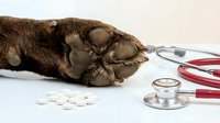 Dog paw resting near white pills and red stethoscope on light surface, representing veterinary care, pet health treatment, and animal medicine.