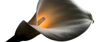 Isolated white calla lily with golden center on transparent background, suitable for floral design, wedding invitations, greeting cards, and decorative projects.