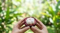 Hands holding fresh mangosteen fruit with purple skin and white flesh segments outdoors in tropical garden setting, suitable for food, agriculture, and healthy eating content.