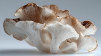 Fresh oyster mushrooms with delicate gills and ruffled caps isolated on white background for culinary and cooking design projects.