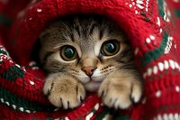 Adorable tabby kitten wearing red knitted Christmas sweater with festive holiday pattern. Cute pet portrait for seasonal greeting cards and winter campaigns.