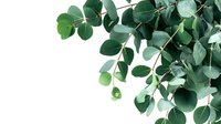 Fresh eucalyptus branches with round green leaves isolated on white background, suitable for floral arrangements and botanical designs.