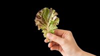 Hand holding a fresh green and red lettuce leaf, isolated on transparent background. Ready for food, health, and nutrition designs, stickers, and print on demand.