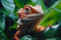Closeup of an orange and brown reptile with textured skin perched on green foliage, featuring detailed scales and a prominent eye, suitable for wildlife and nature content.