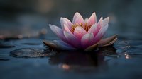Pink water lily floating on dark water surface with delicate petals and golden center, creating serene atmosphere for wellness and meditation practices.
