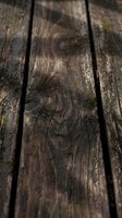 Weathered wooden planks with natural grain patterns and moss growth creating rustic texture for backgrounds and design projects.