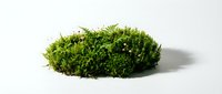 Lush green moss clump isolated on white background, ready for design projects, botanical illustrations, nature graphics, and environmental artwork applications.