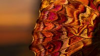 Macro shot of butterfly wing displaying intricate scale patterns in warm amber, gold, and crimson tones with detailed vein structures, suitable for nature and wildlife backgrounds.