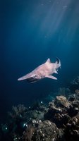 Nurse shark swimming gracefully above vibrant coral reef in deep blue ocean waters with sunlight filtering through for marine wildlife photography.