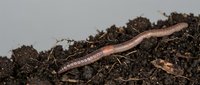 Earthworm crawling through rich dark soil, essential for garden composting and natural fertilization processes in organic farming and agriculture.