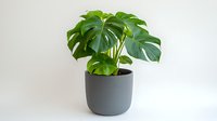 Monstera deliciosa plant with large split leaves in modern gray ceramic pot against white background. Minimalist indoor houseplant decor for contemporary spaces.