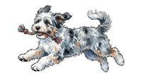 Terrier mix dog with wiry coat playing with rope toy, isolated on white background for design use, clipart, and pet-related projects.