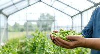 Farmer holding fresh green peas in hands inside greenhouse with vegetable plants growing in background, sustainable agriculture and organic farming concept.